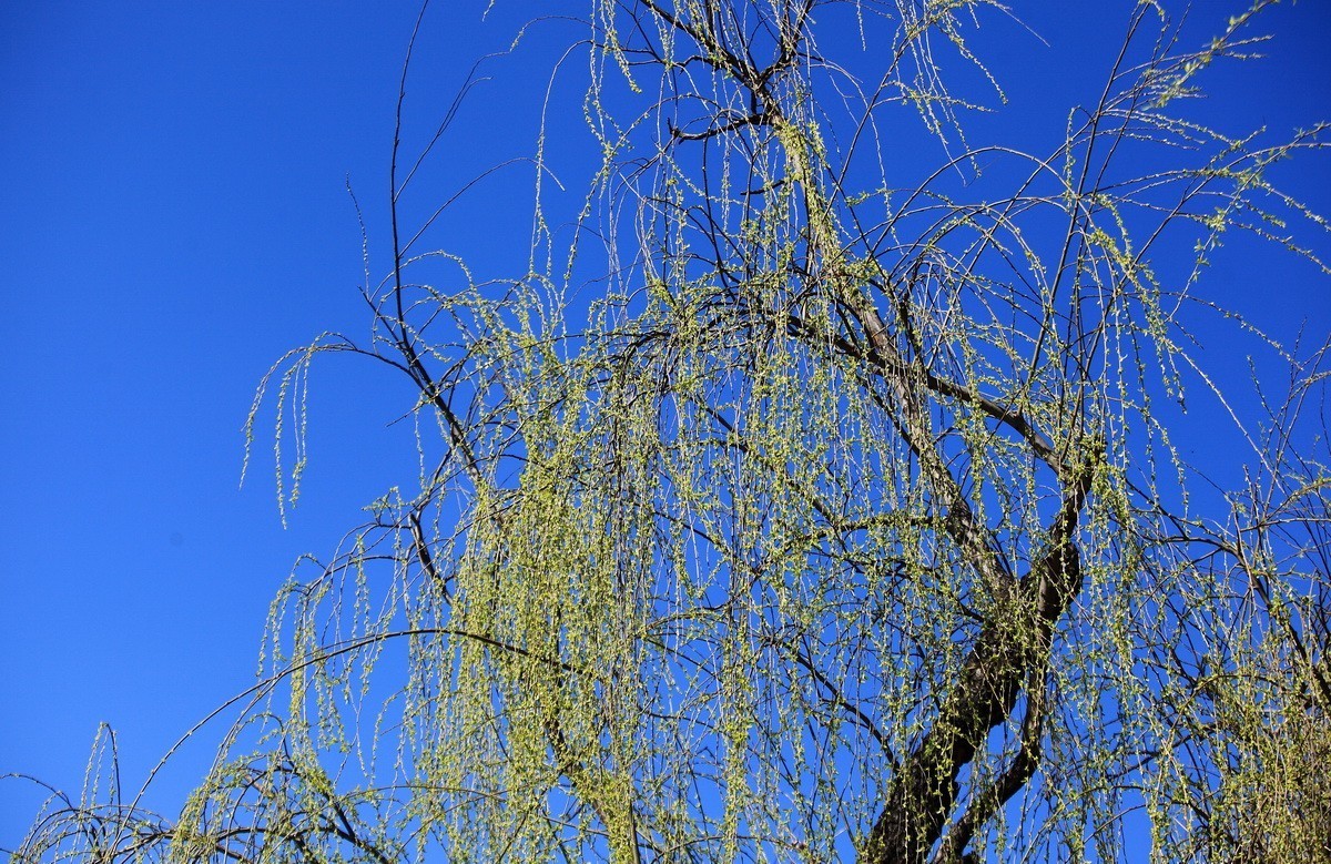 春风雨杨柳万千条