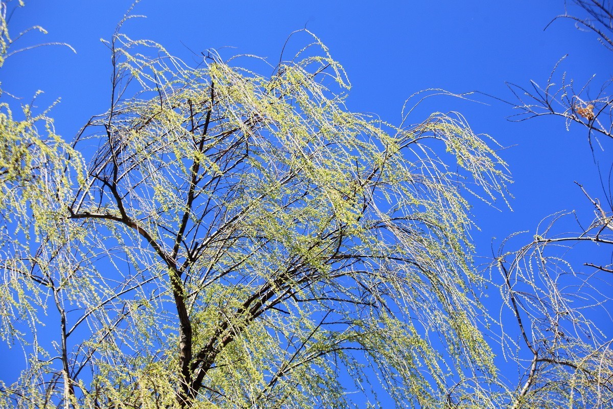 春风雨杨柳万千条