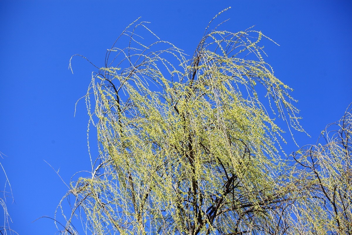 春风雨杨柳万千条