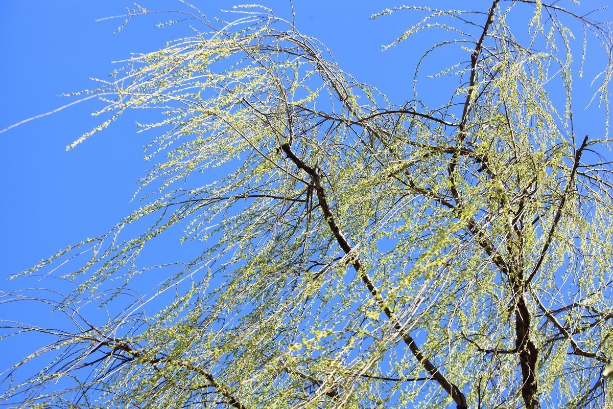 春风雨杨柳万千条