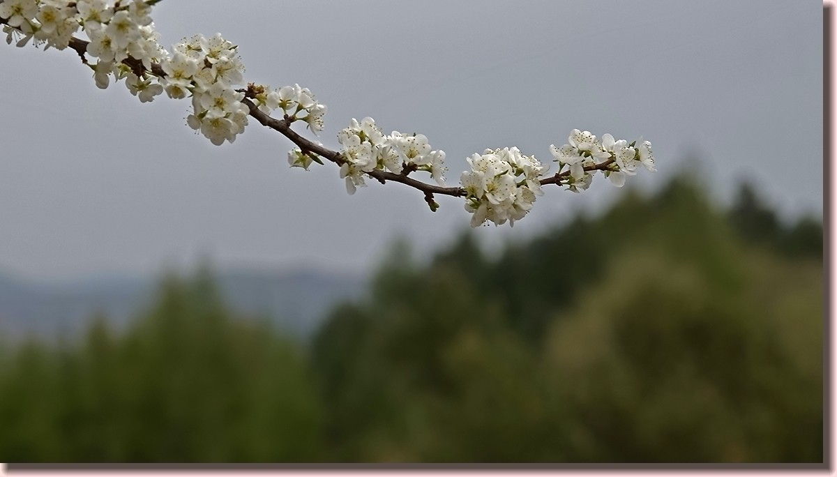 18.5.2嫩芽初上落叶松——北国之春