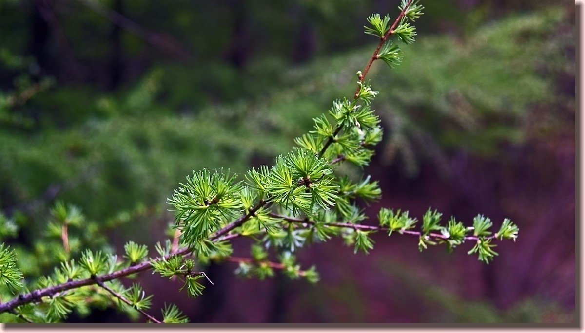 18.5.2嫩芽初上落叶松——北国之春