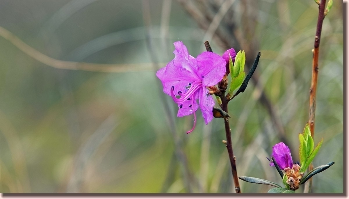 18.5.2嫩芽初上落叶松——北国之春