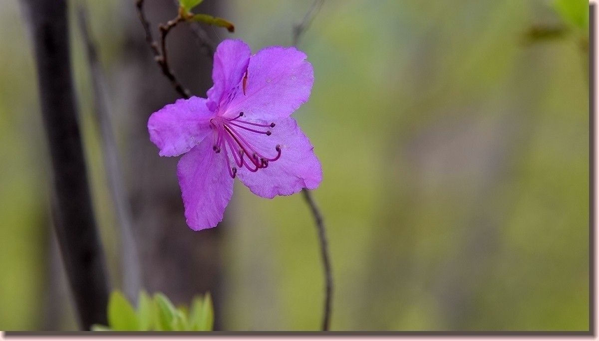 18.5.2嫩芽初上落叶松——北国之春
