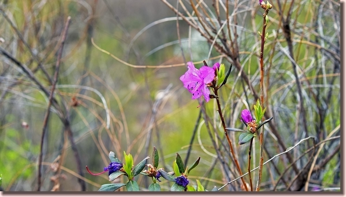 18.5.2嫩芽初上落叶松——北国之春