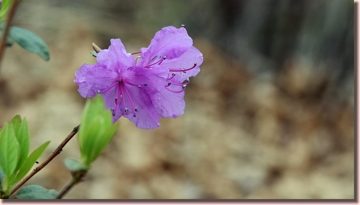 18.5.2嫩芽初上落叶松——北国之春