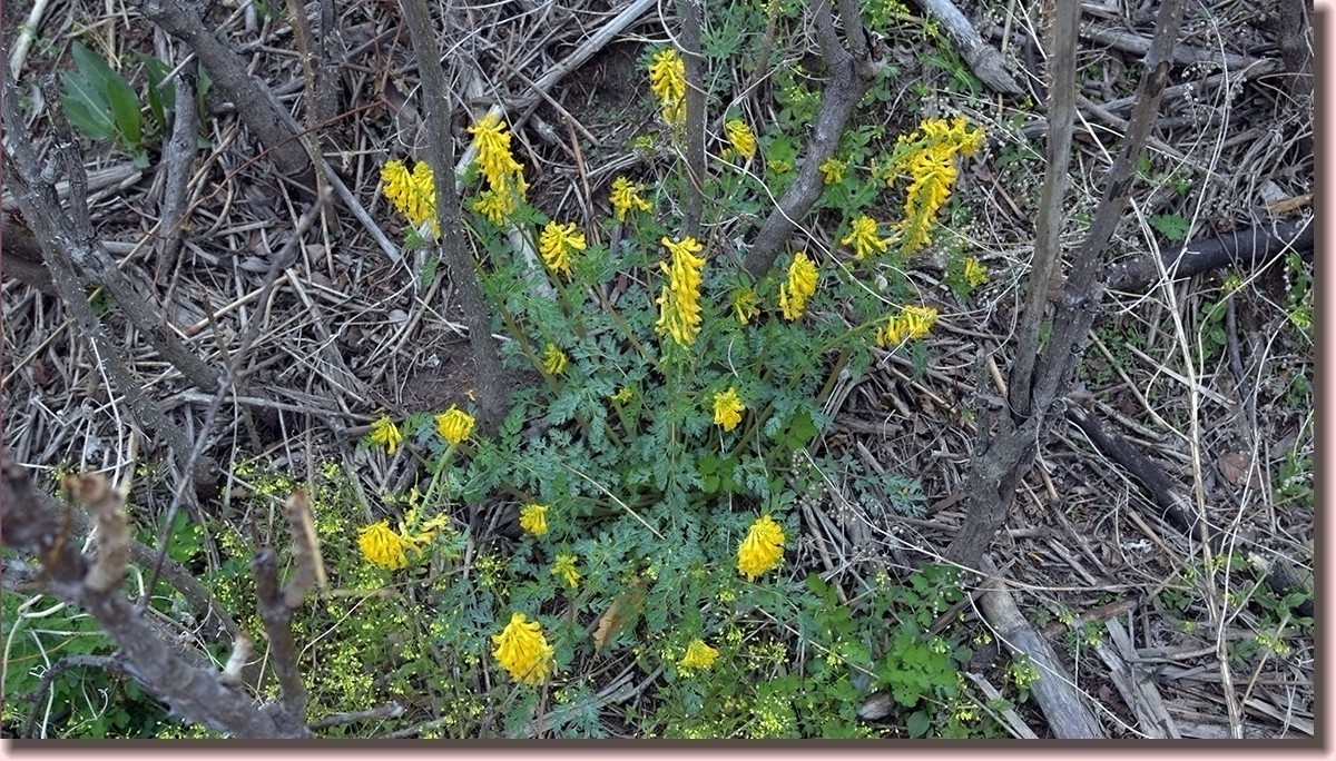 18.5.2嫩芽初上落叶松——北国之春