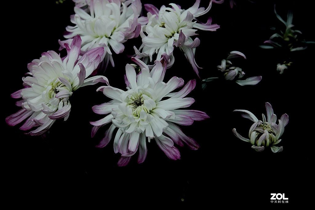 初冬的菊花-5
