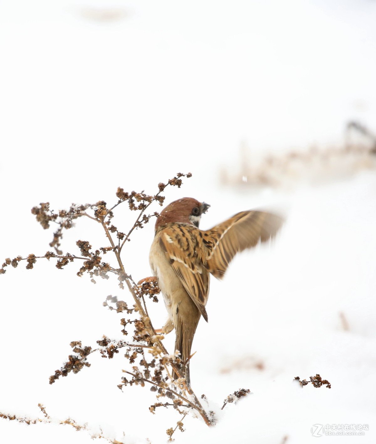 雪中雀