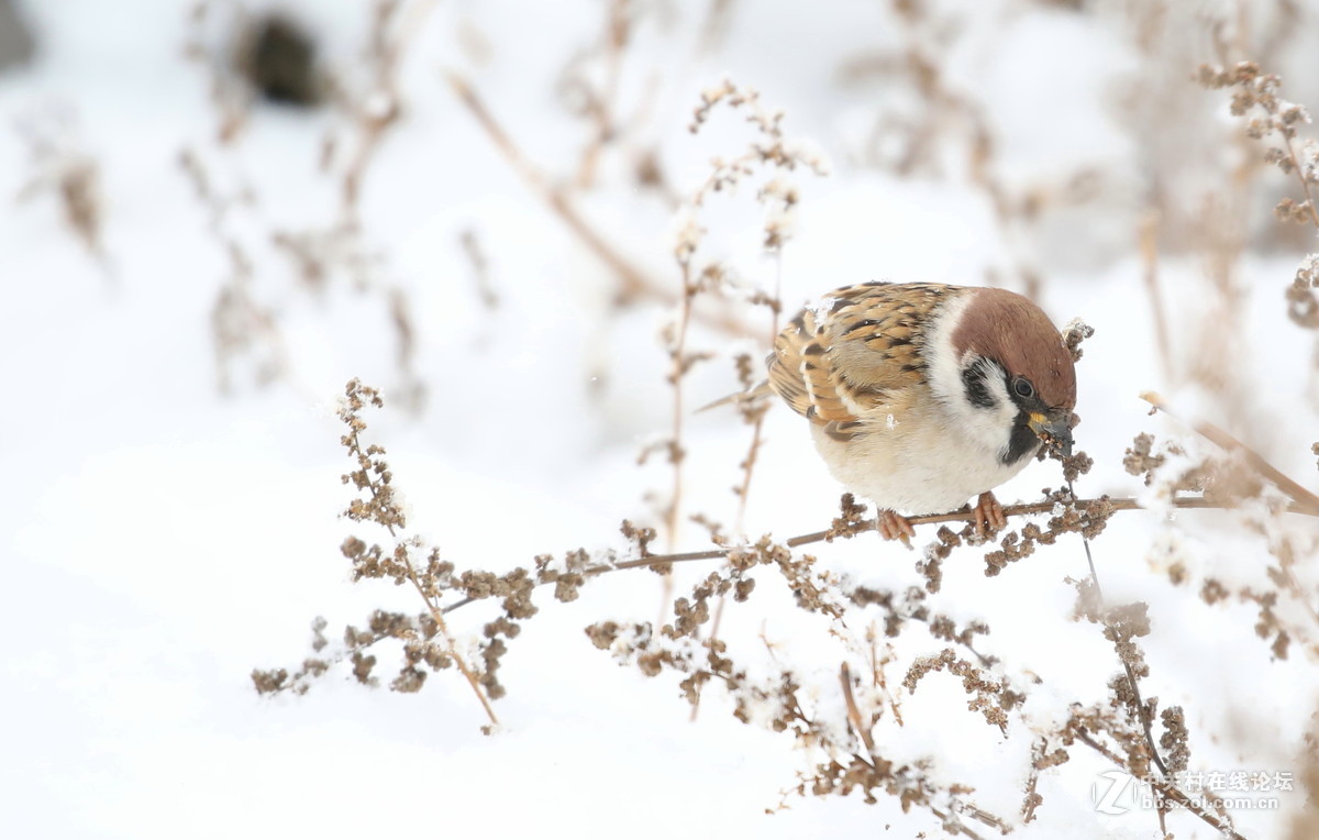 雪中雀