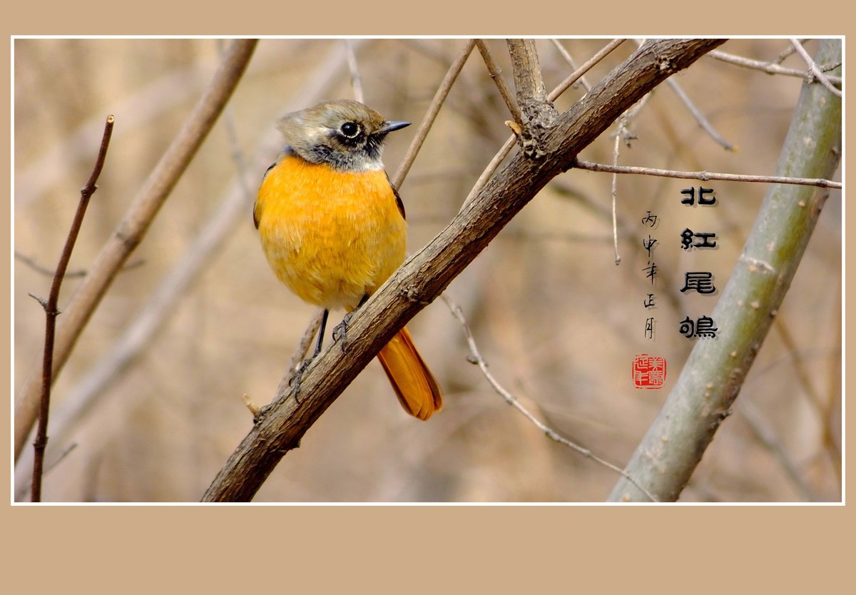 灵巧活泼的北红尾鸲