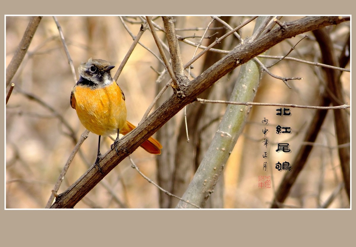 灵巧活泼的北红尾鸲