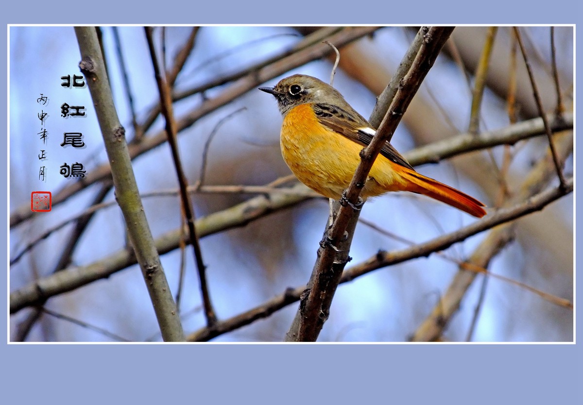 灵巧活泼的北红尾鸲
