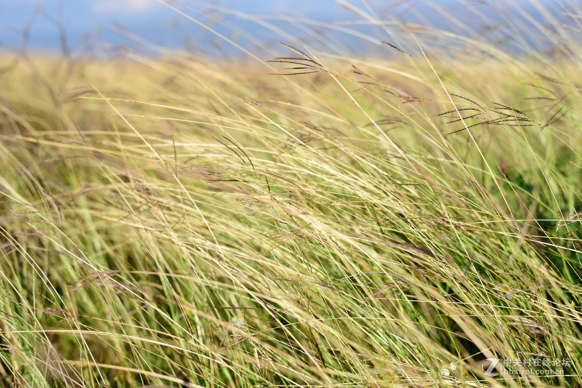 廉價蔡司  德味十足