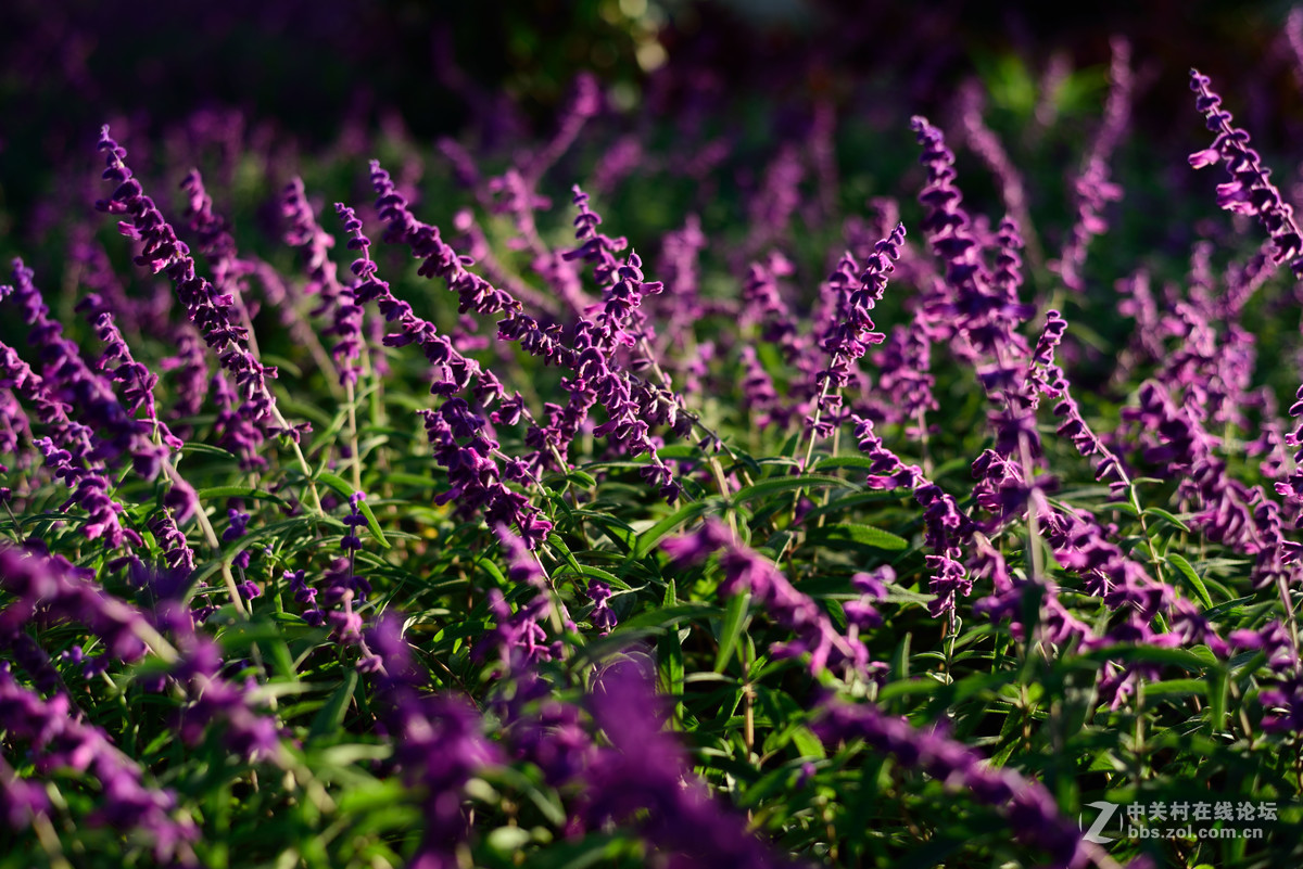 廉價蔡司  德味十足