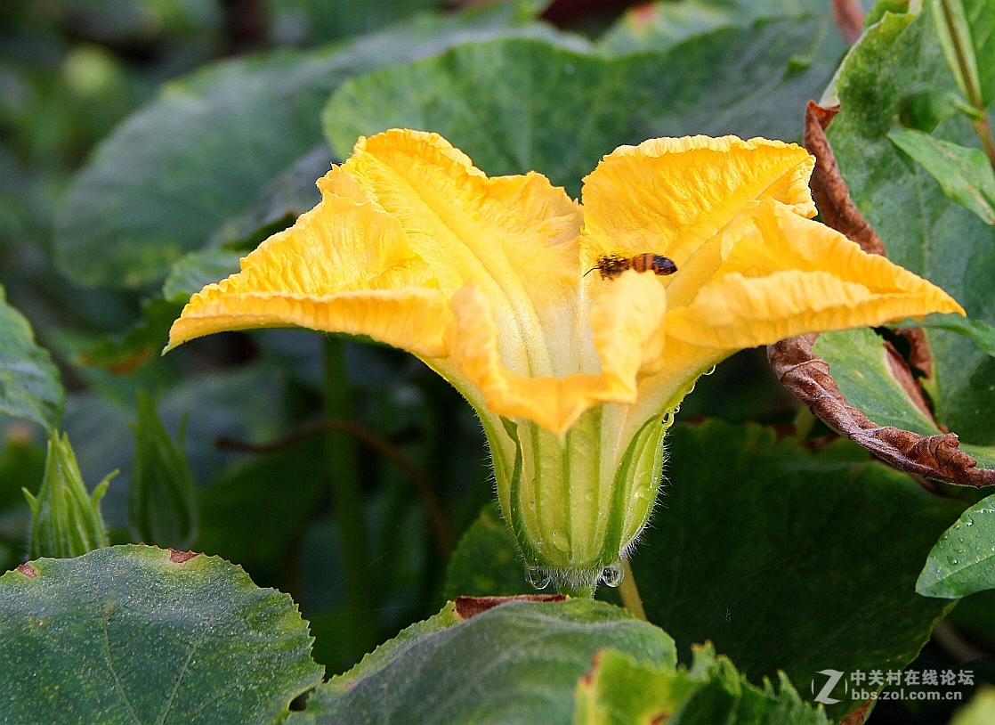 花季倭瓜花