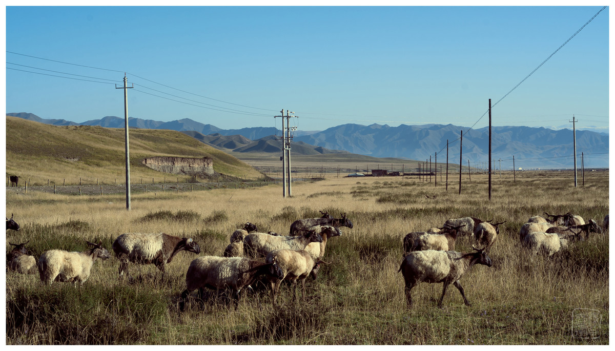 西藏行（二）——夏河县诺尔丹营地