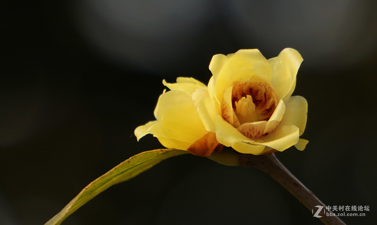 梅花的冷艳与清亮