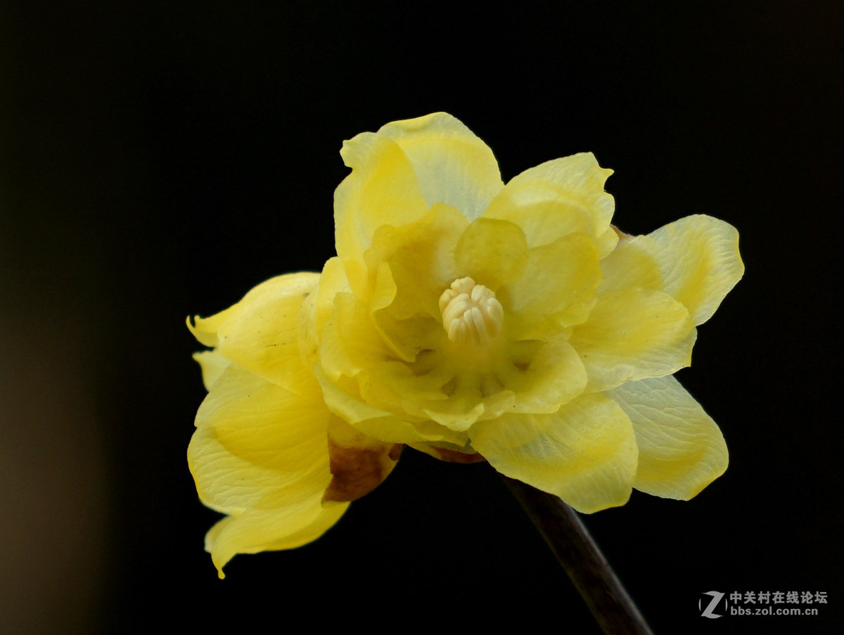 梅花的冷艳与清亮