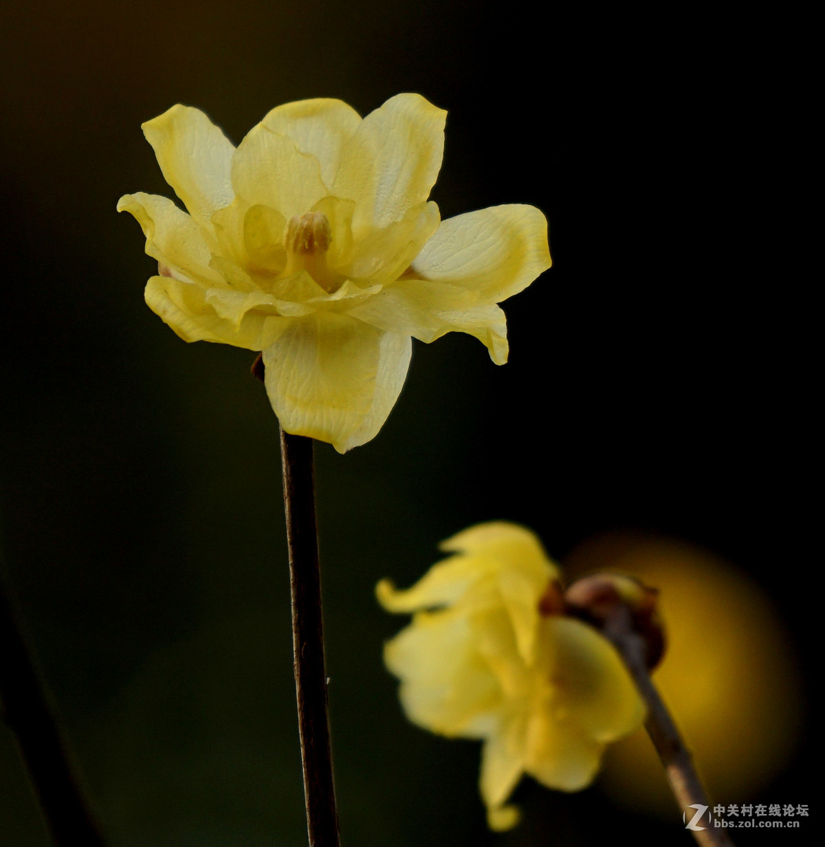 梅花的冷艳与清亮