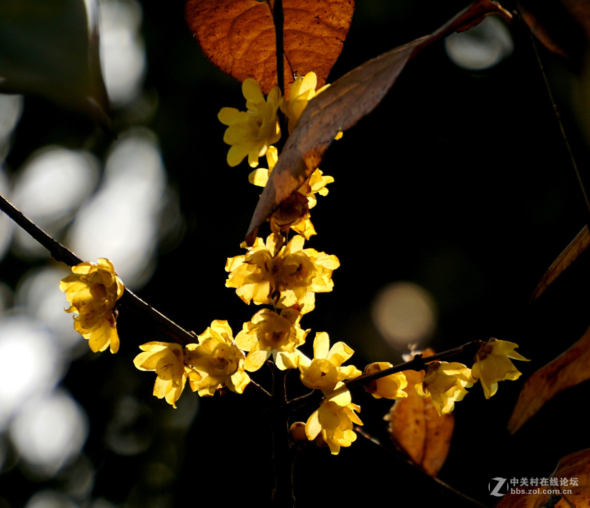 梅花的冷艳与清亮