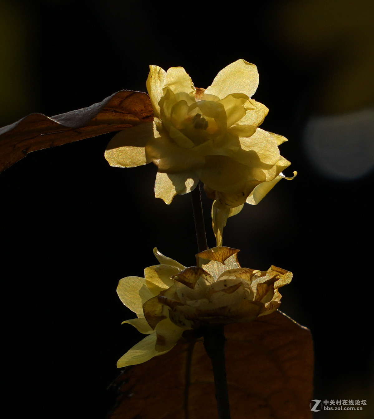 梅花的冷艳与清亮