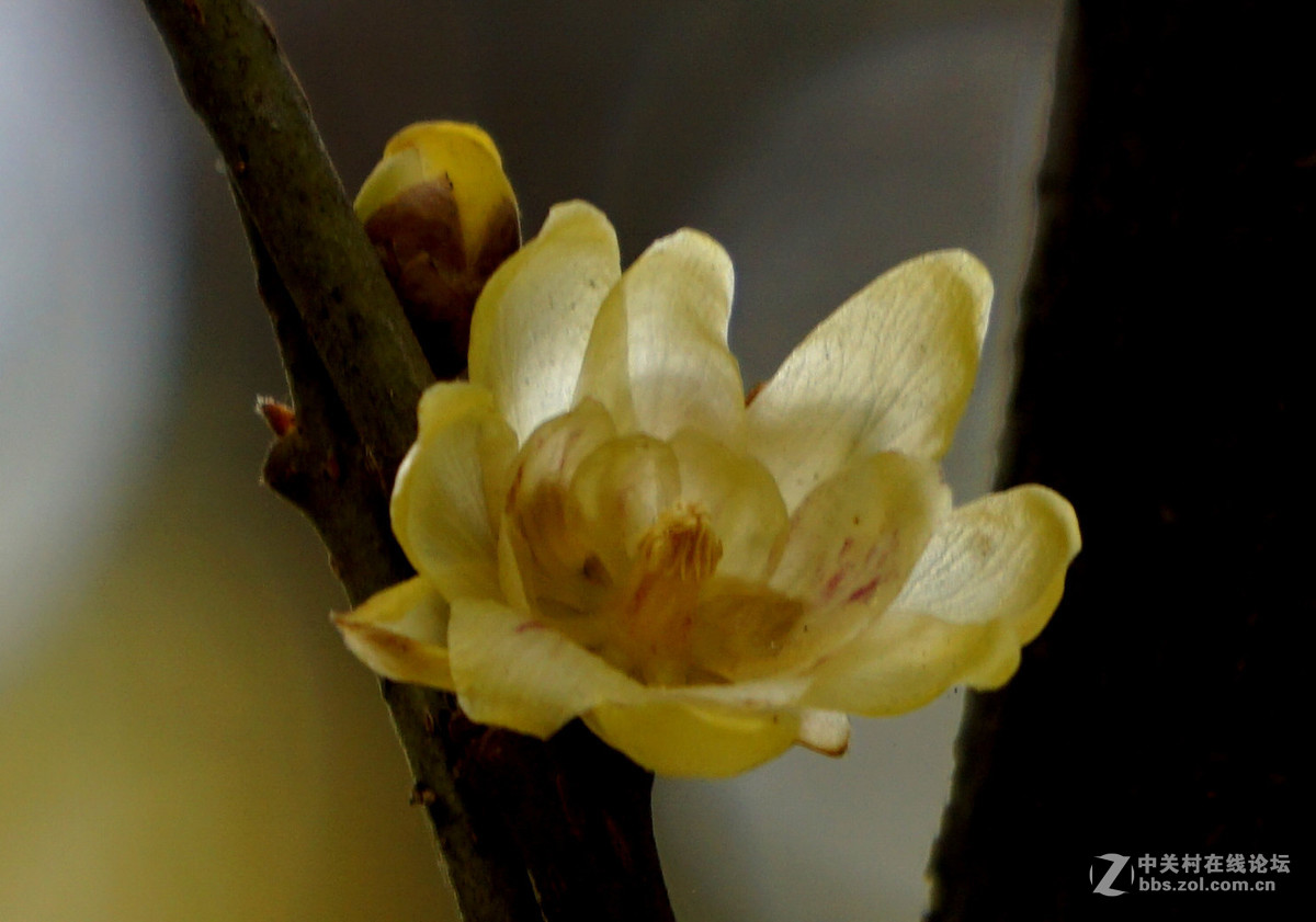 梅花的冷艳与清亮