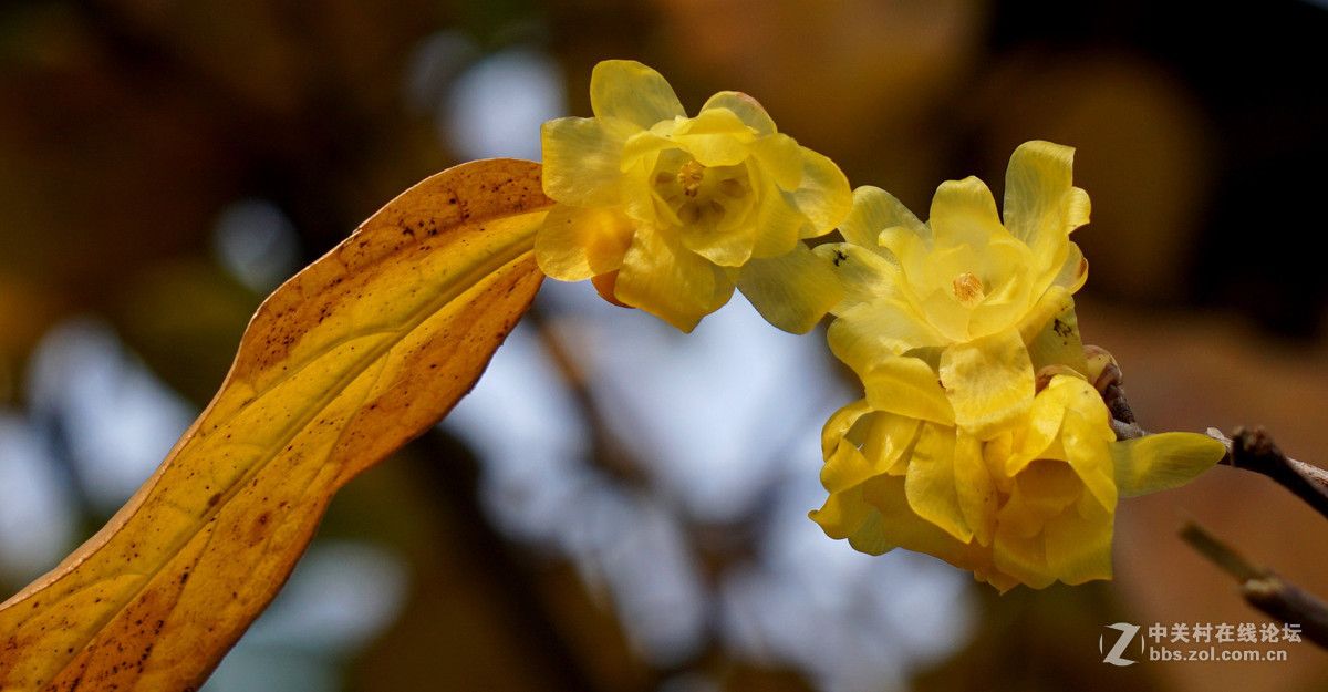 梅花的冷艳与清亮