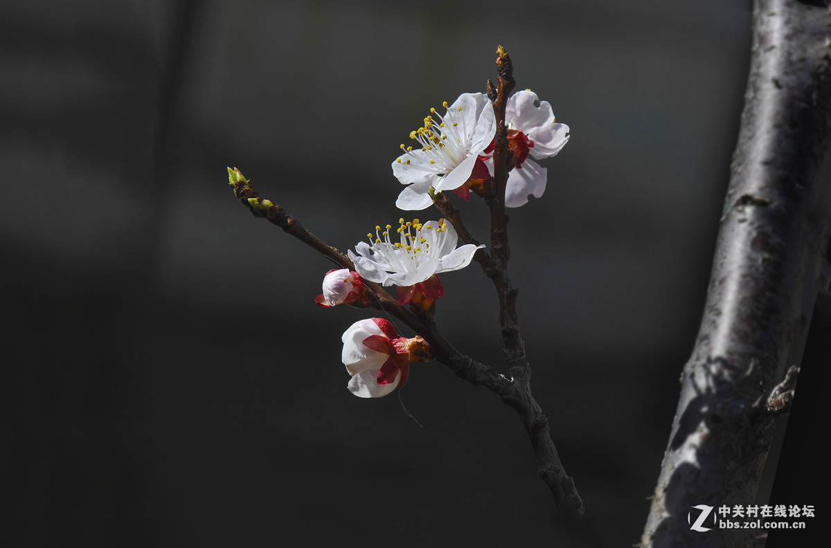 #版主坐堂#小五星空(中国)2017年4月精品荟萃