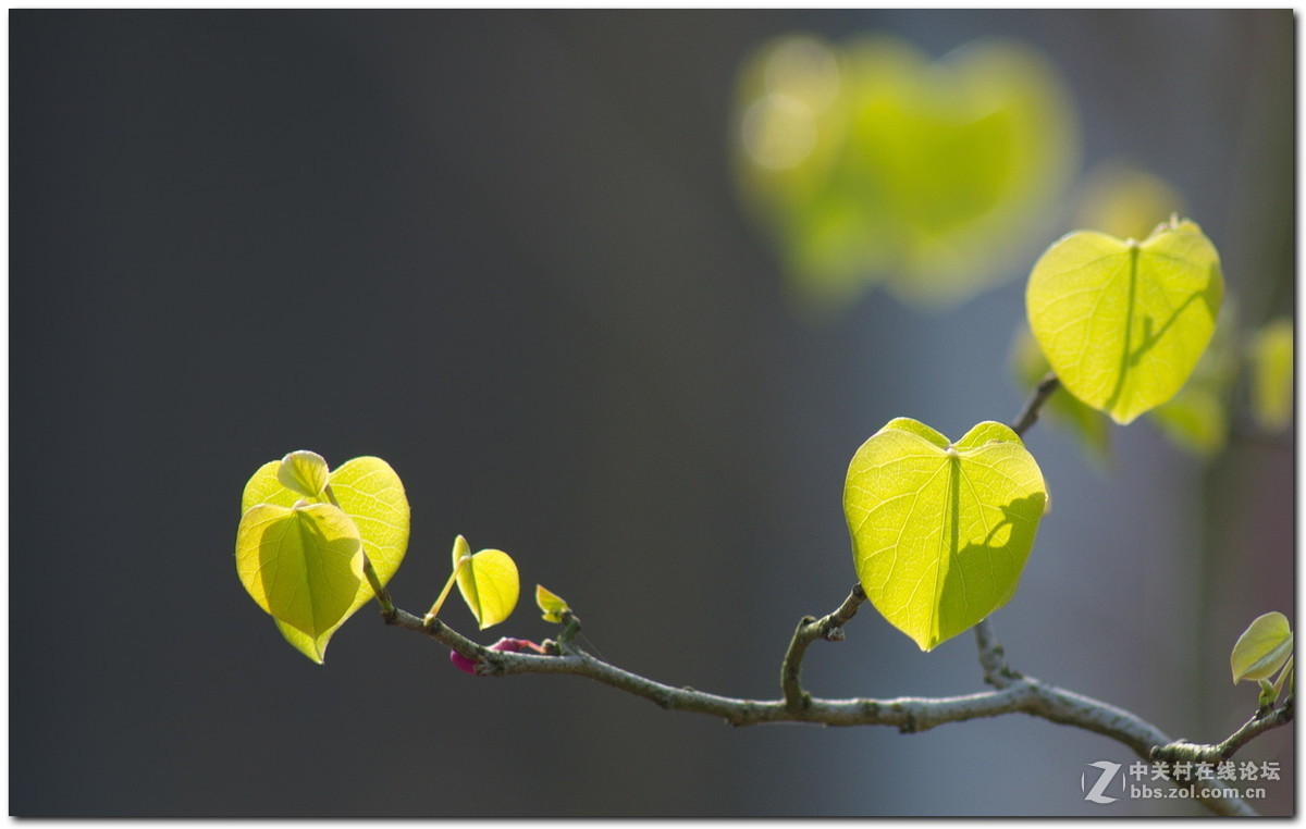 #版主坐堂#小五星空(中国)2017年4月精品荟萃