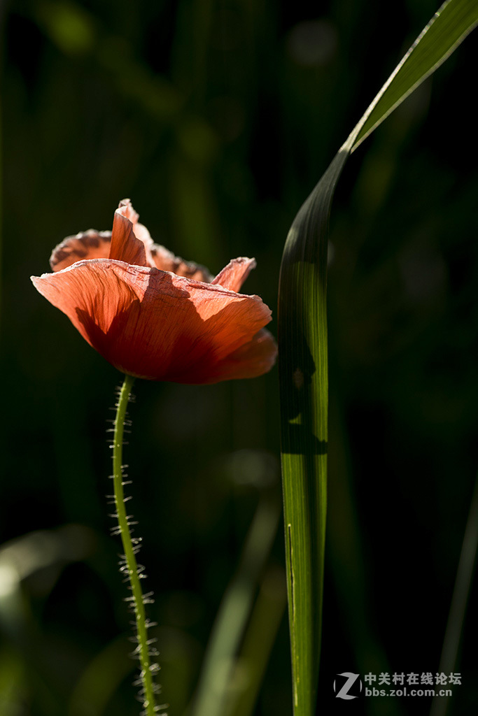 花卉2