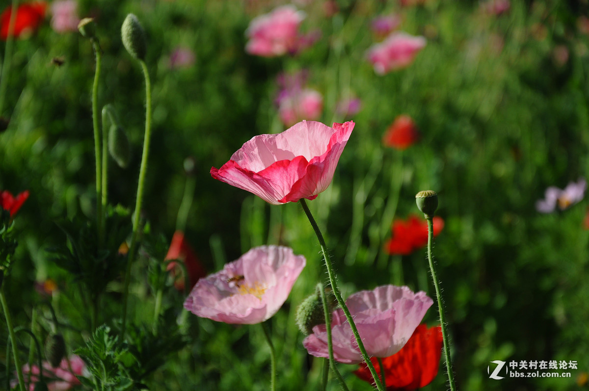 #版主坐堂#小五星空(中国)2017年4月精品荟萃