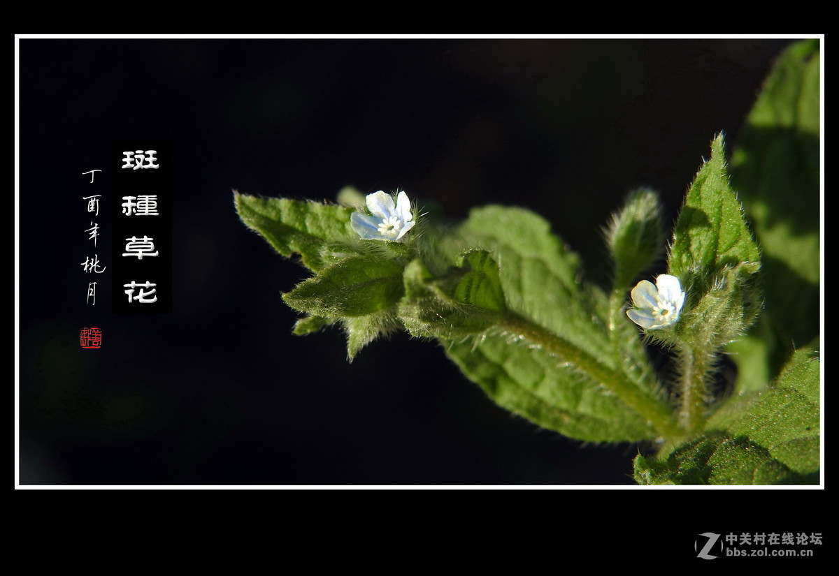 #版主坐堂#小五星空(中国)2017年4月精品荟萃