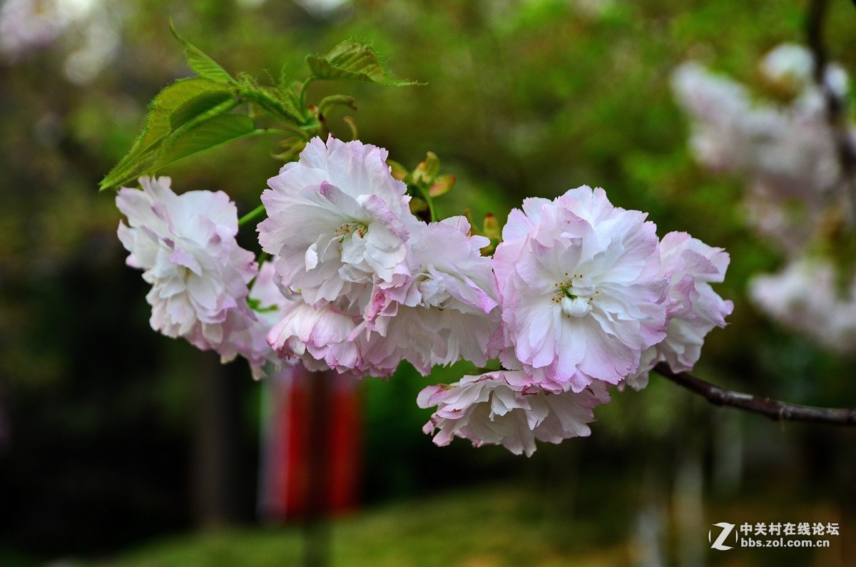 #版主坐堂#小五星空(中国)2017年4月精品荟萃