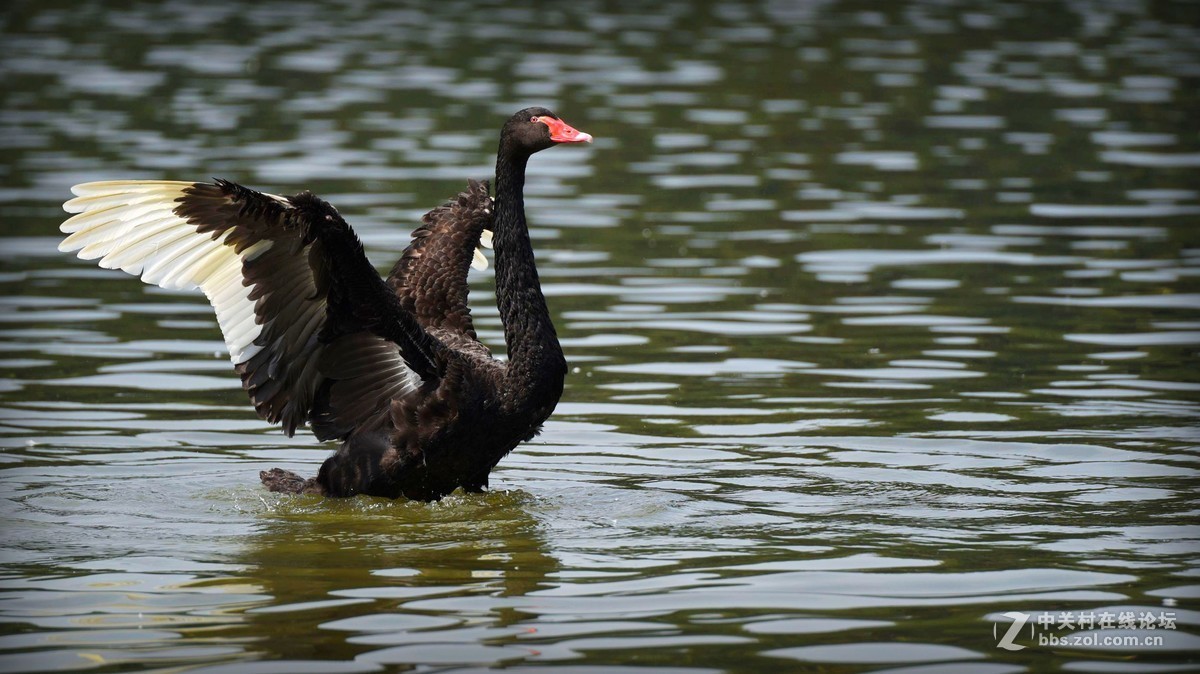 #版主坐堂#小五星空(中国)2017年4月精品荟萃