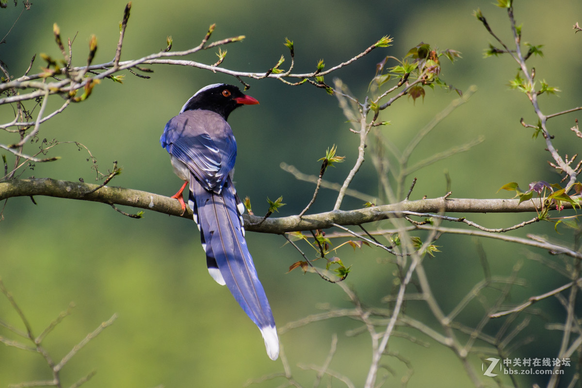 #版主坐堂#小五星空(中国)2017年4月精品荟萃