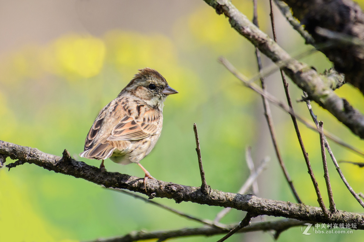 #版主坐堂#小五星空(中国)2017年4月精品荟萃