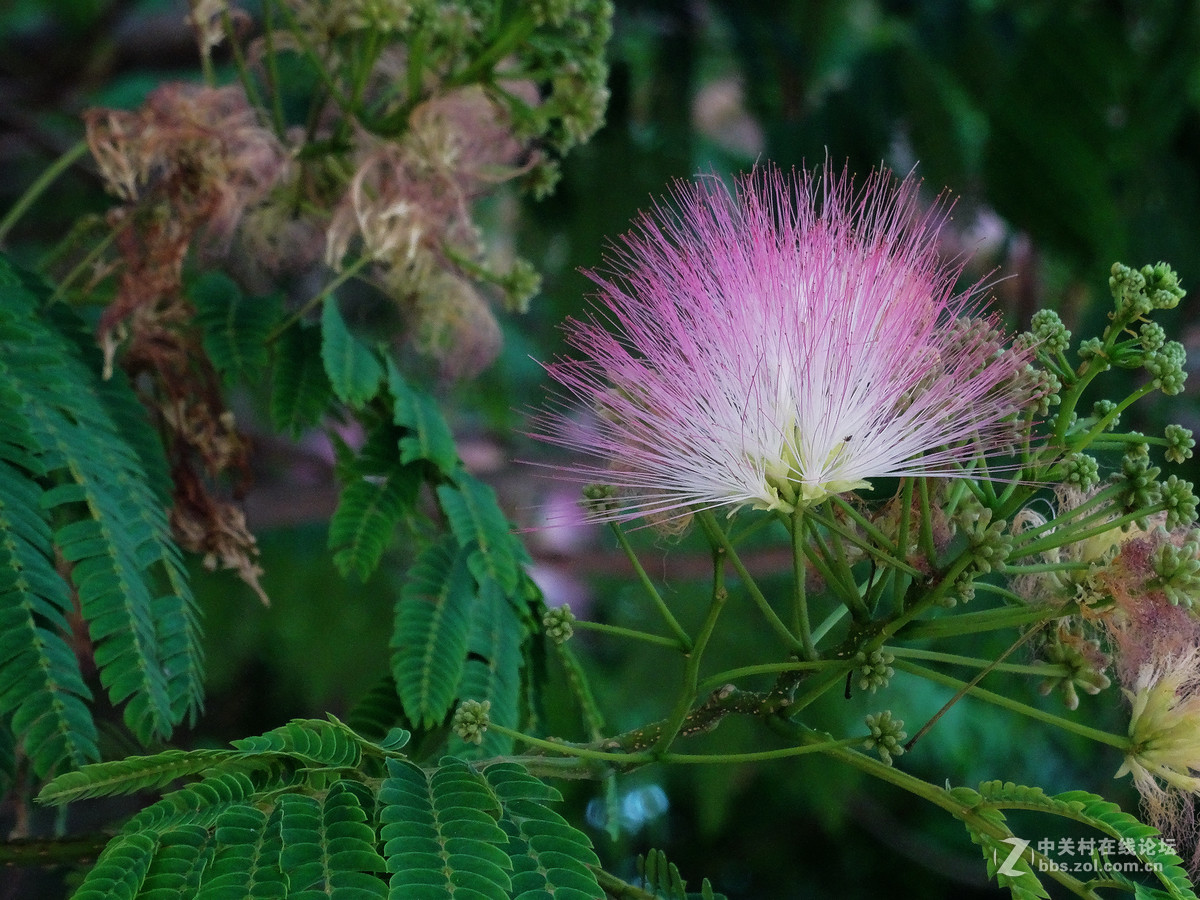 合欢花福榕树花