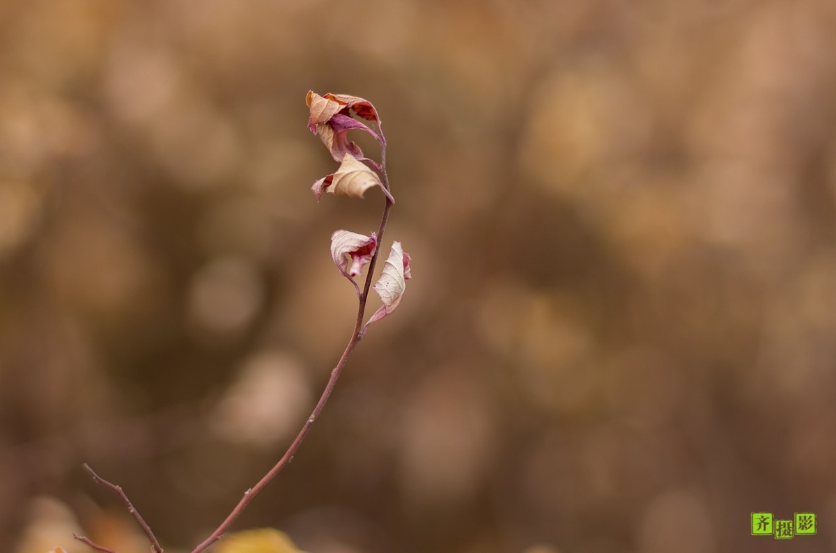 过季-鸟儿恋上干柴火