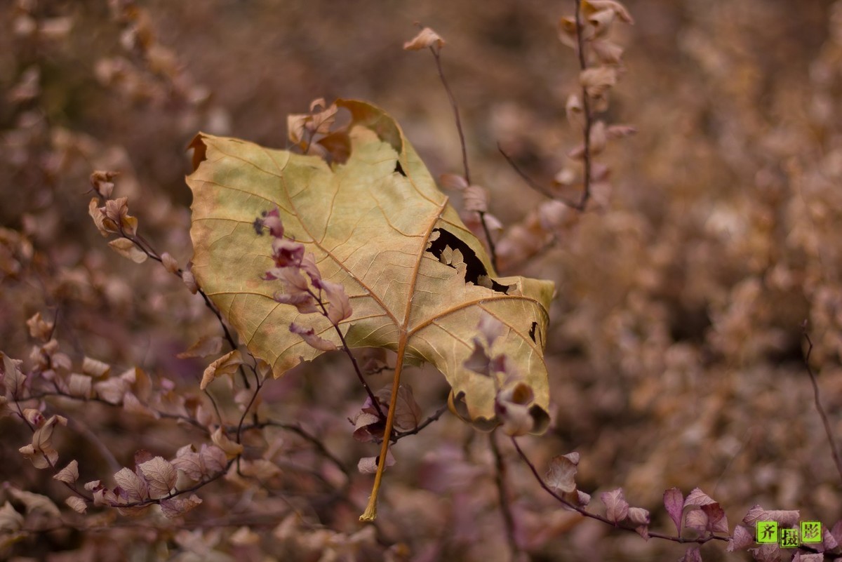 过季-鸟儿恋上干柴火