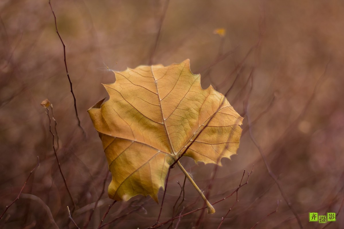 过季-鸟儿恋上干柴火