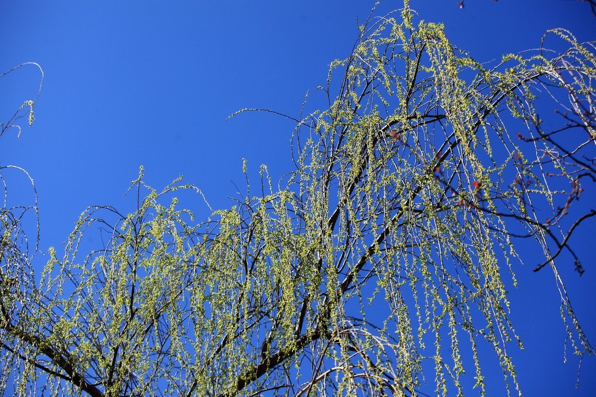 春风雨杨柳万千条