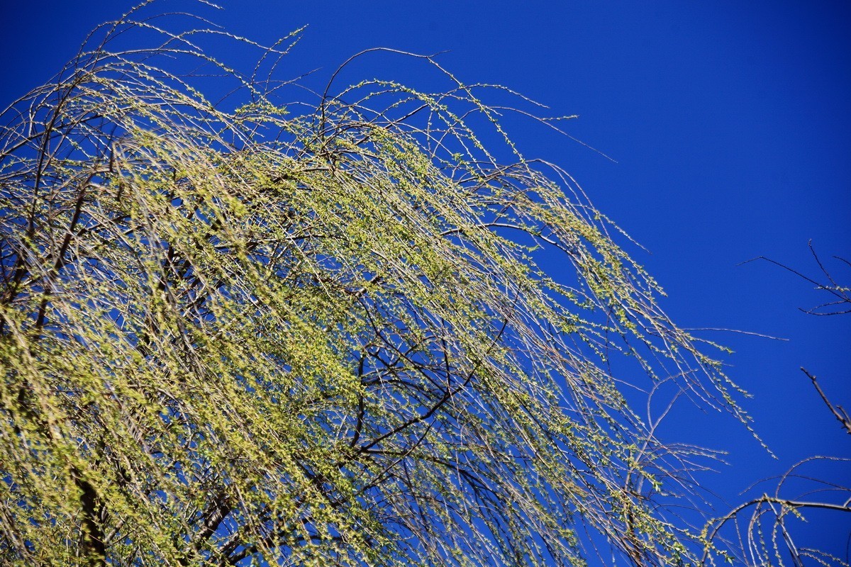 春风雨杨柳万千条