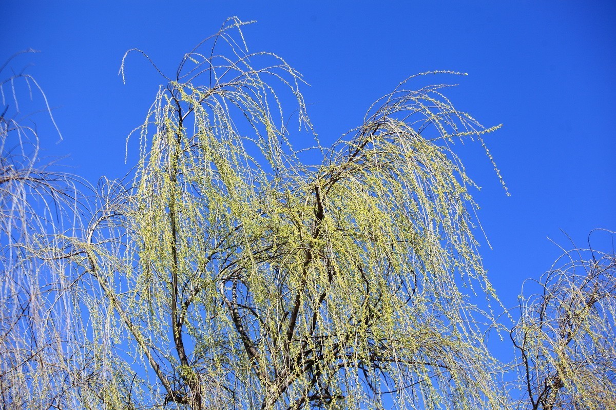 春风雨杨柳万千条