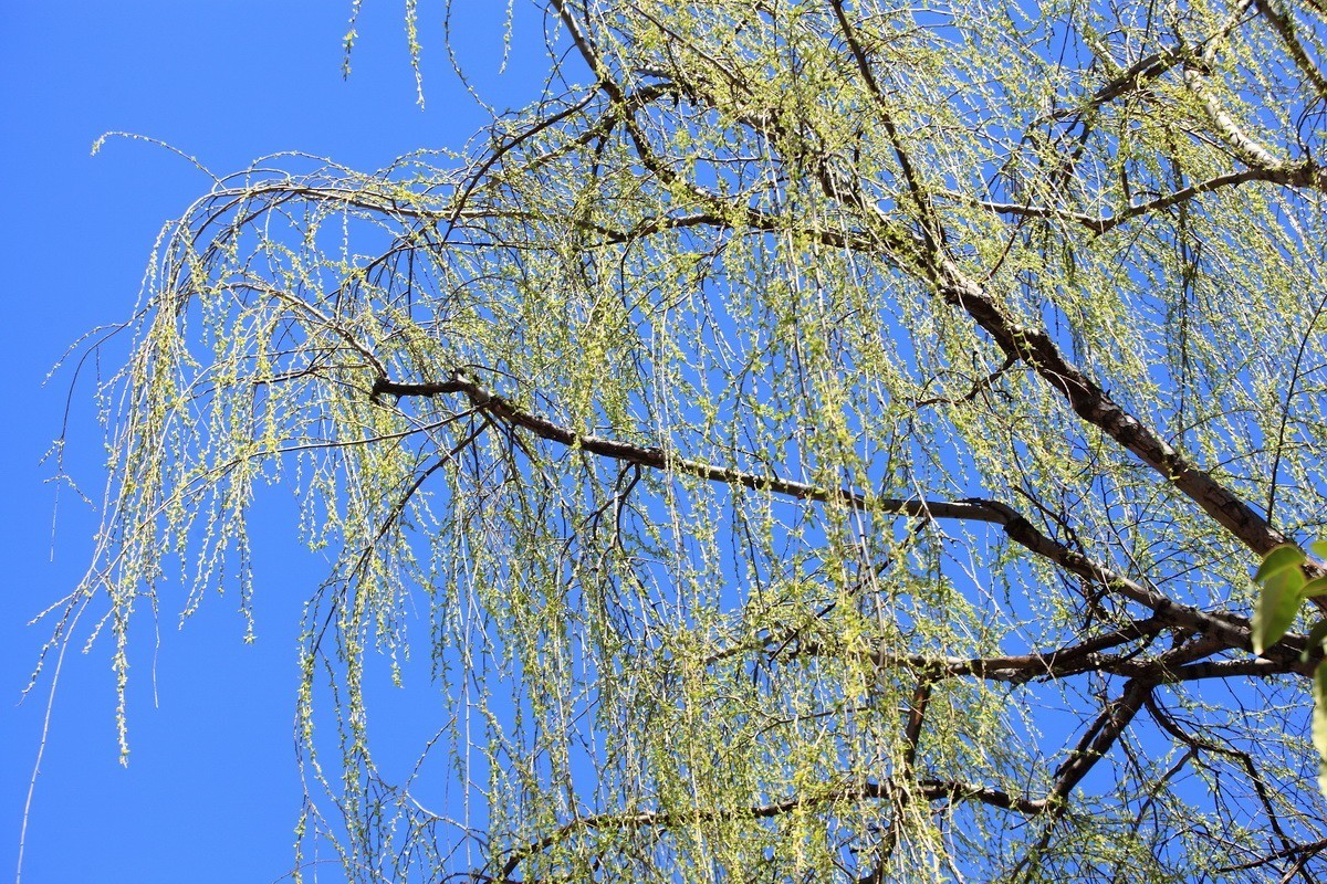 春风雨杨柳万千条