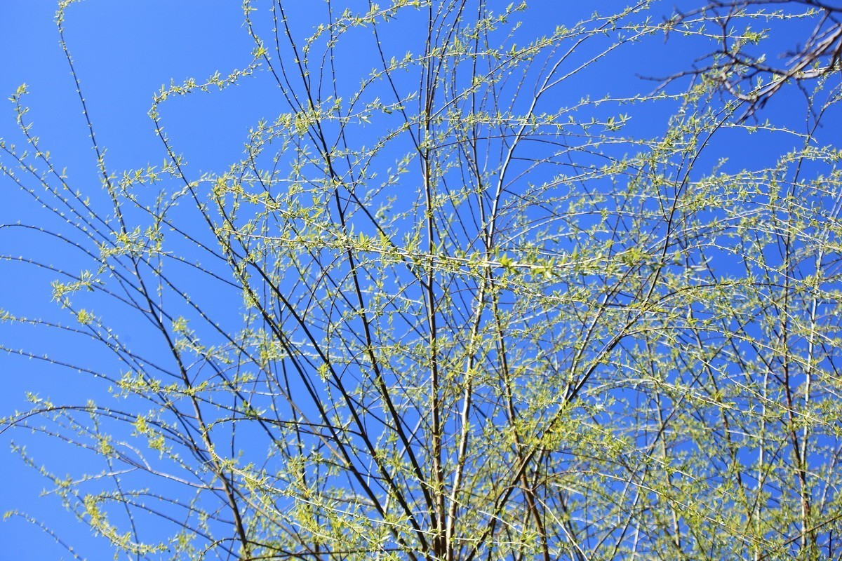春风雨杨柳万千条