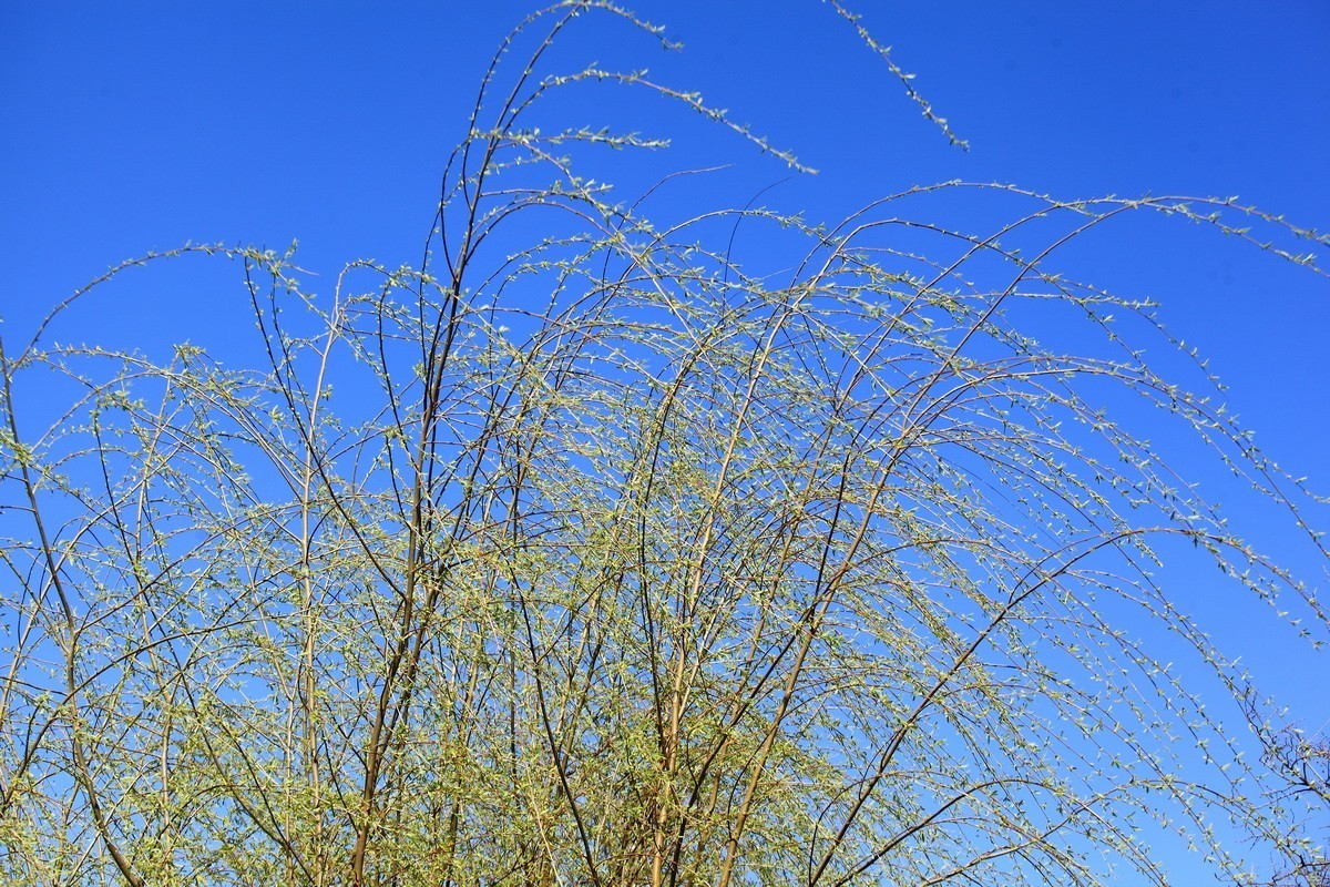 春风雨杨柳万千条