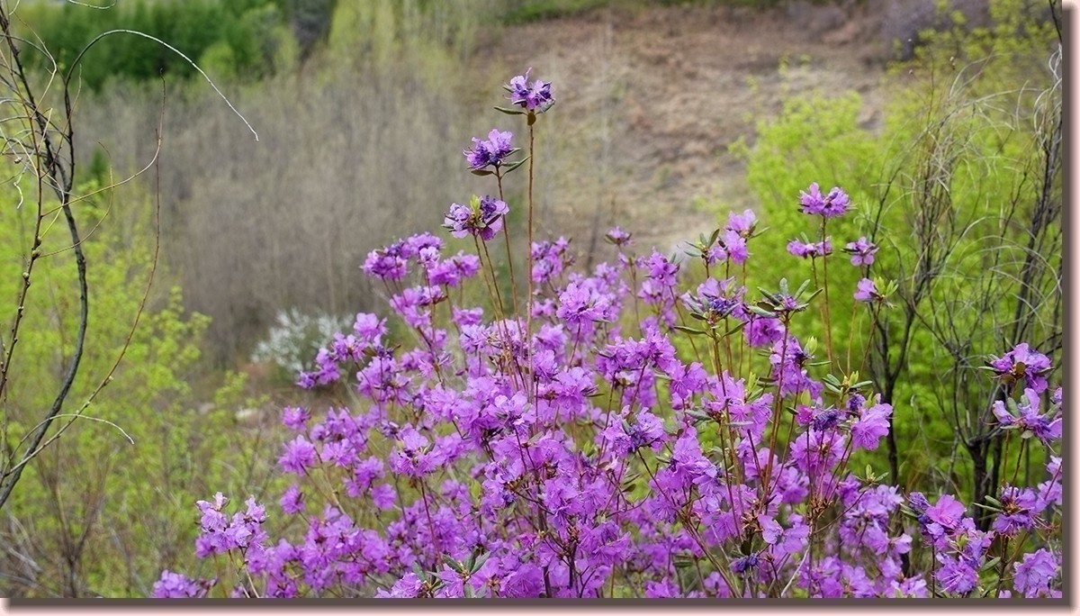 18.5.2嫩芽初上落叶松——北国之春