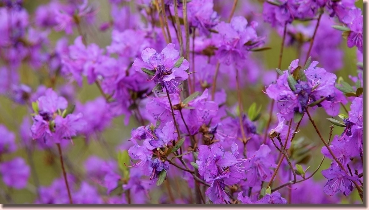 18.5.2嫩芽初上落叶松——北国之春