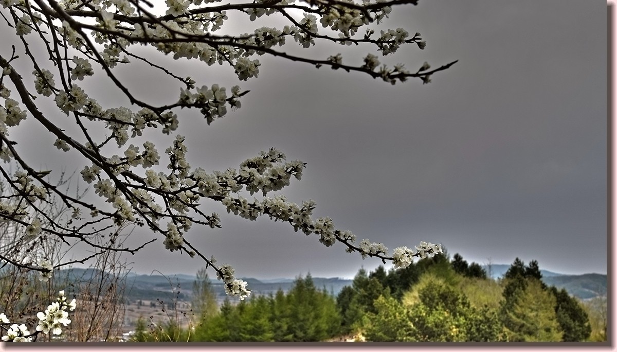 18.5.2嫩芽初上落叶松——北国之春